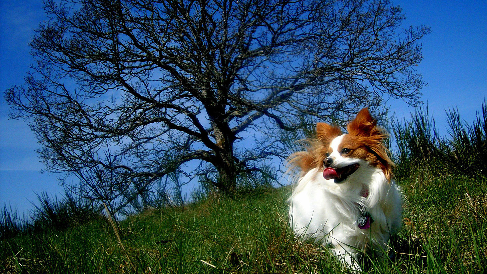 Папильон играет у дерева