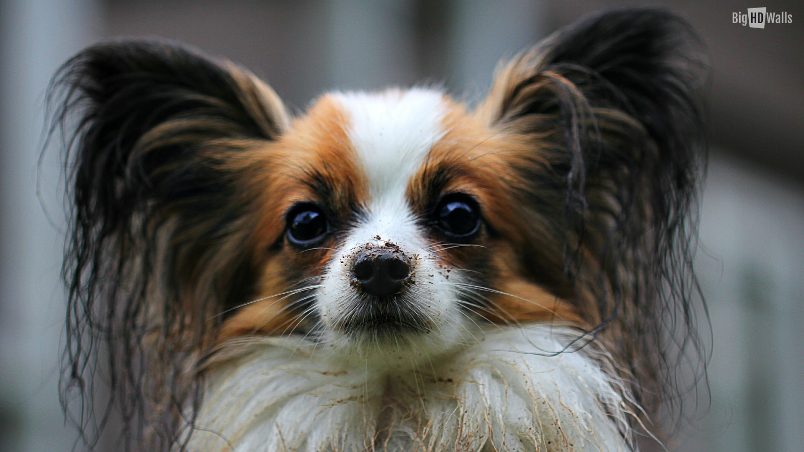 Папильон с грязным носом