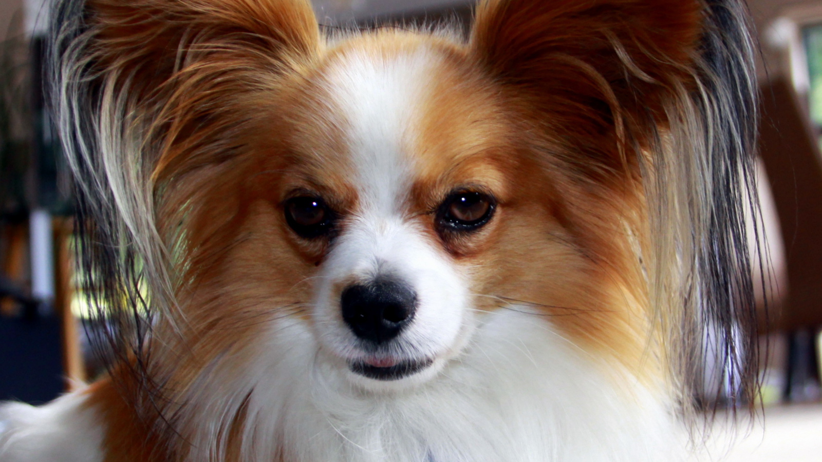 Папильон с мохнатыми ушами