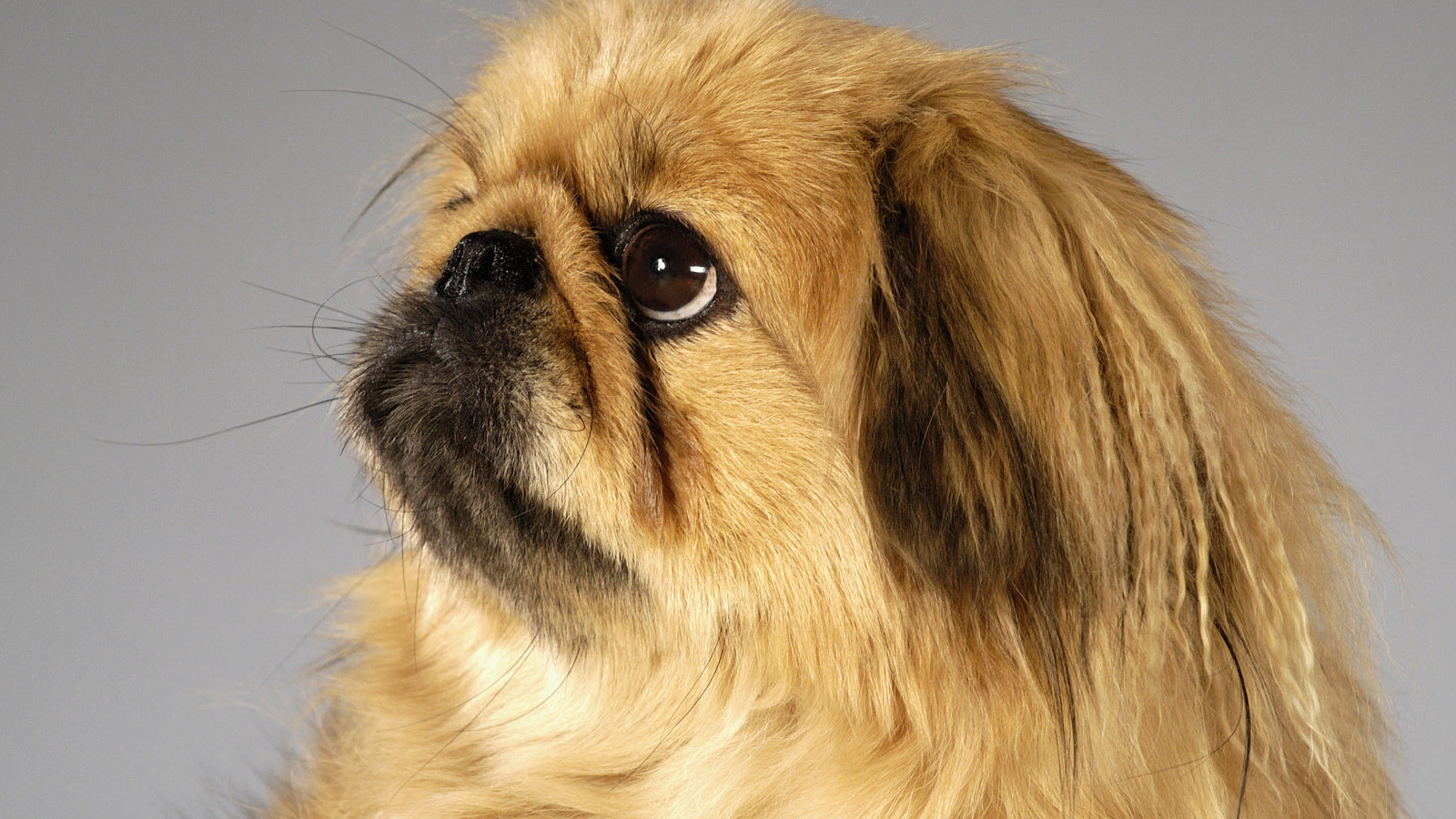 Пекинес смотрит вверх
