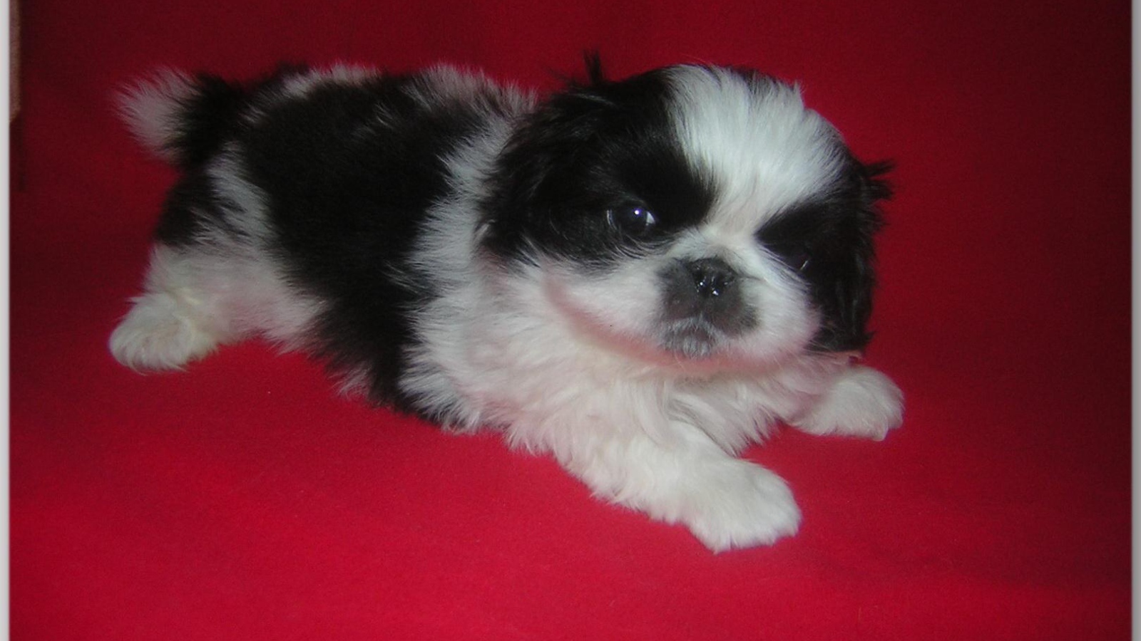Щенок пекинеса на красном фоне