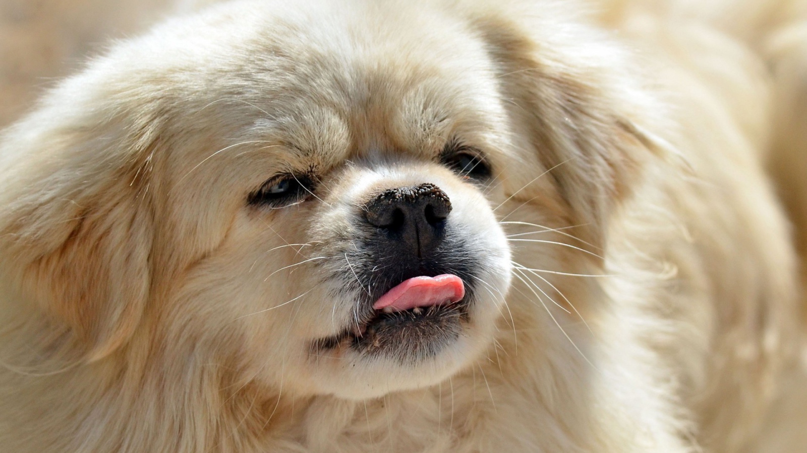 Пекинес показывает язык