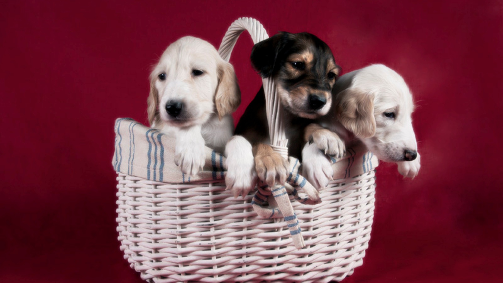 Щенки персидской борзой салюки