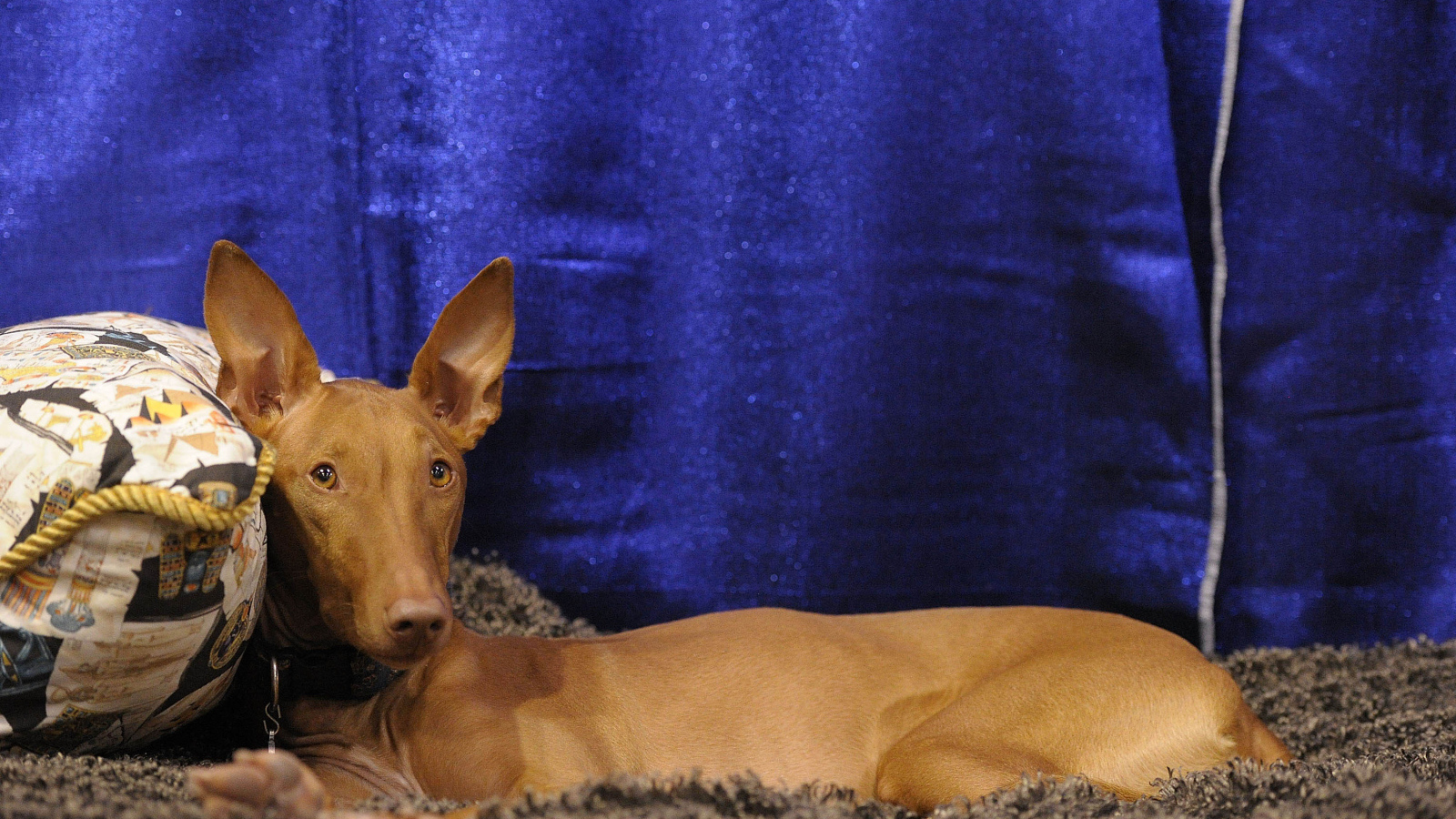 Фараонова собака фотомодель