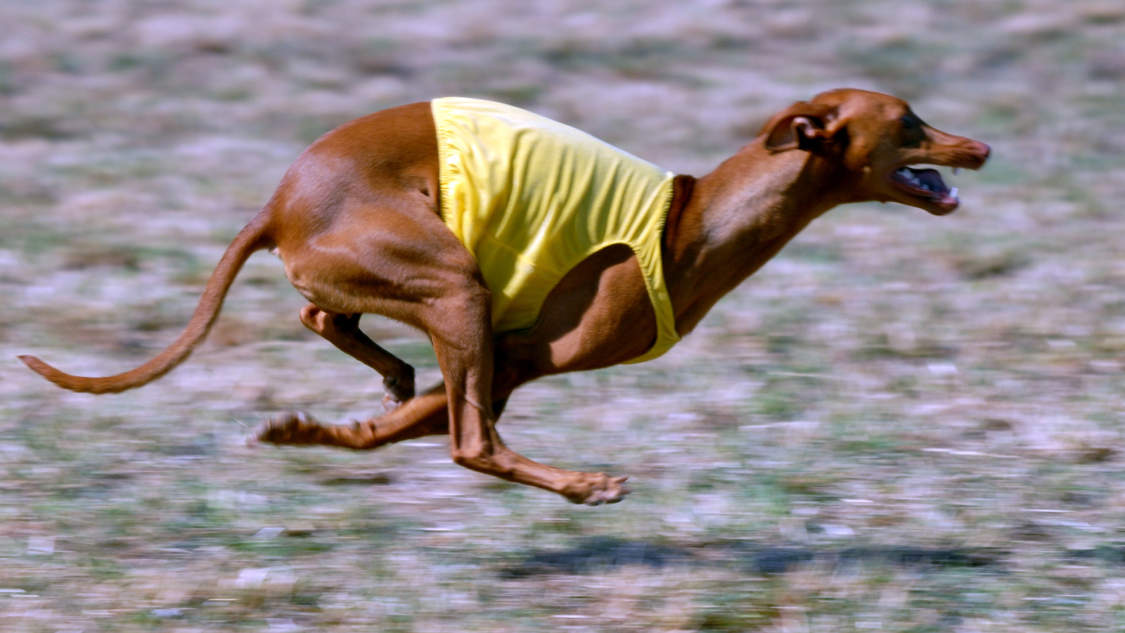 Фараонова собака участвует в гонке