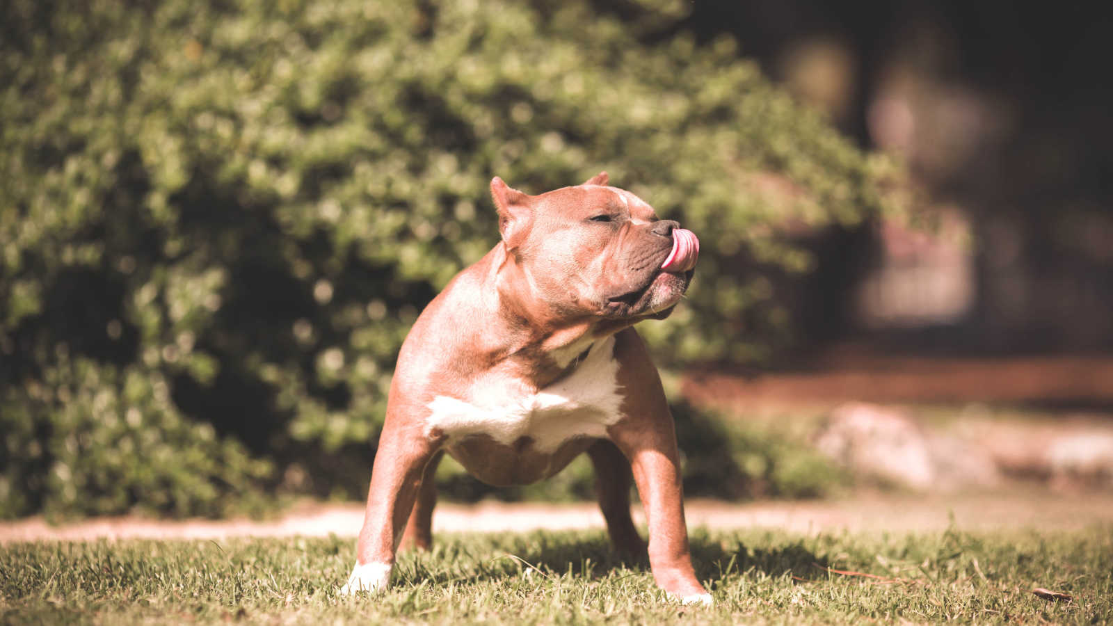 Питбуль облизывает нос