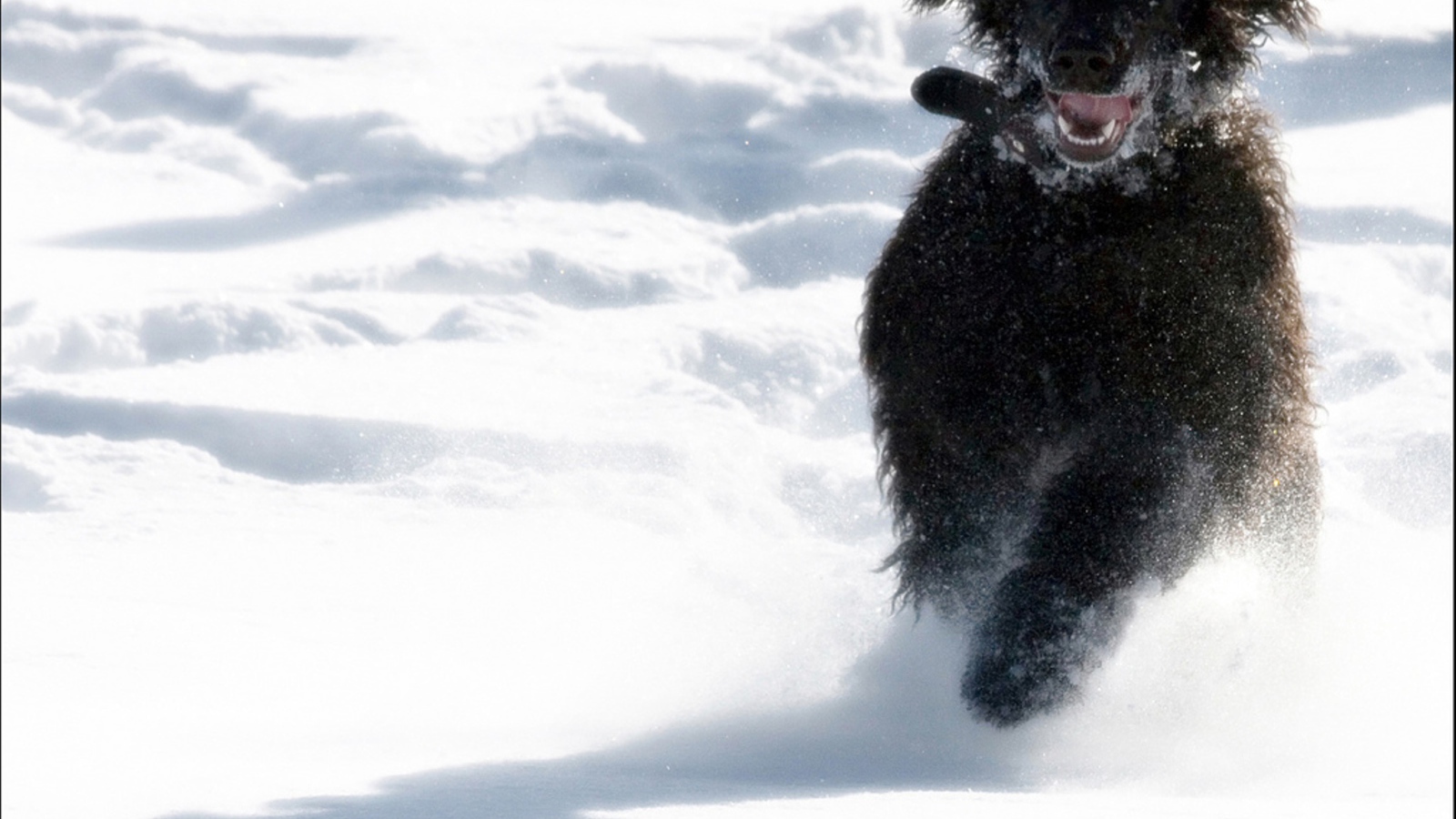 Игривый ирландский водяной спаниель
