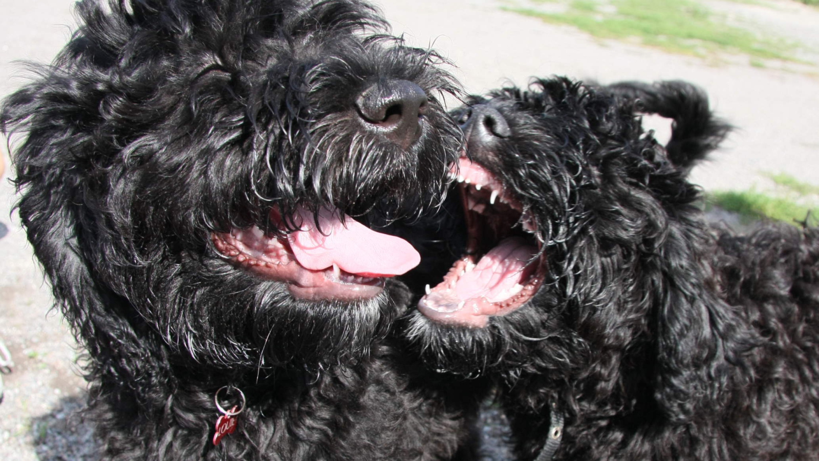 Игривые собаки барбет