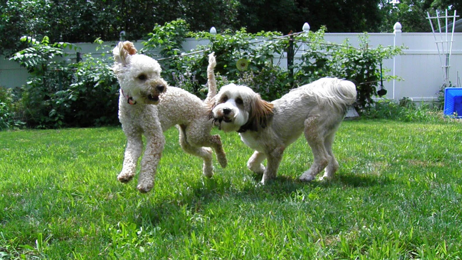 Игривые собаки бедлингтон терьер