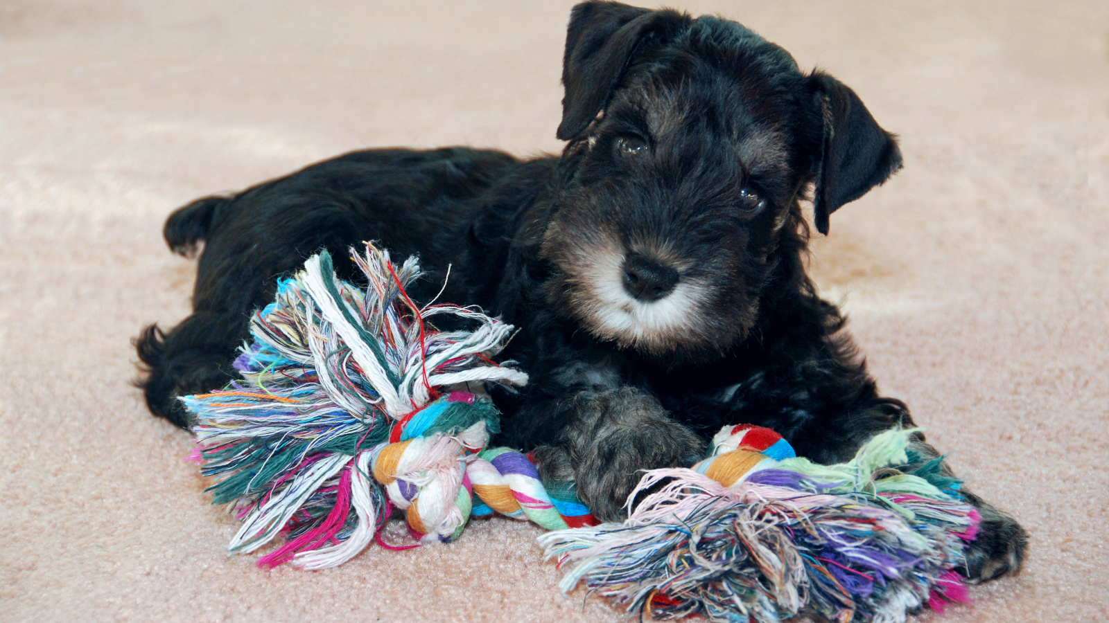 Игривый маленький шнауцер