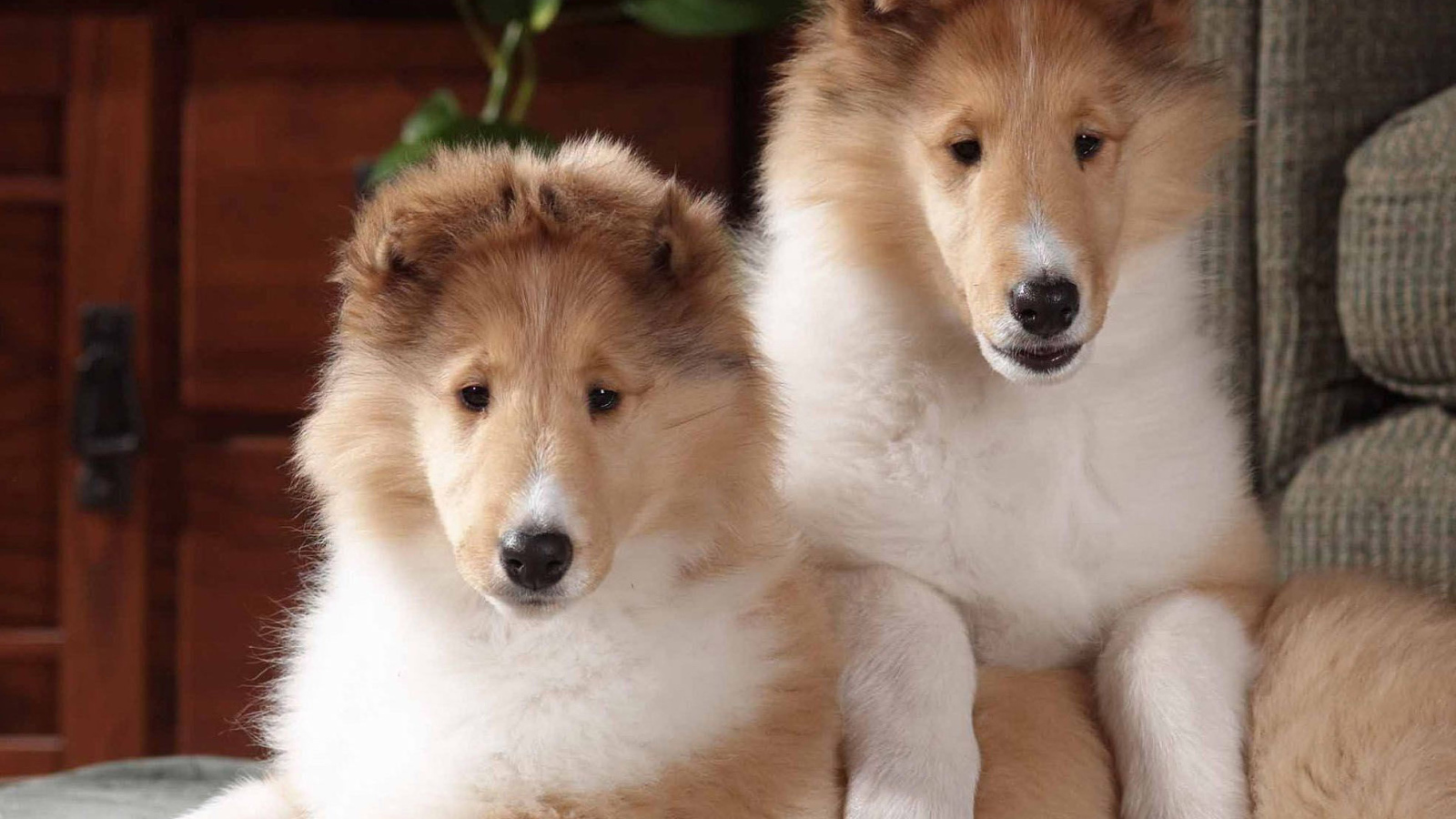 Игривые щенки колли