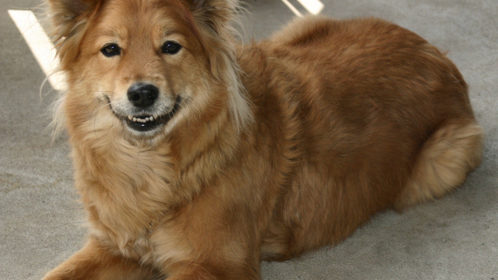 Довольная собака чинук