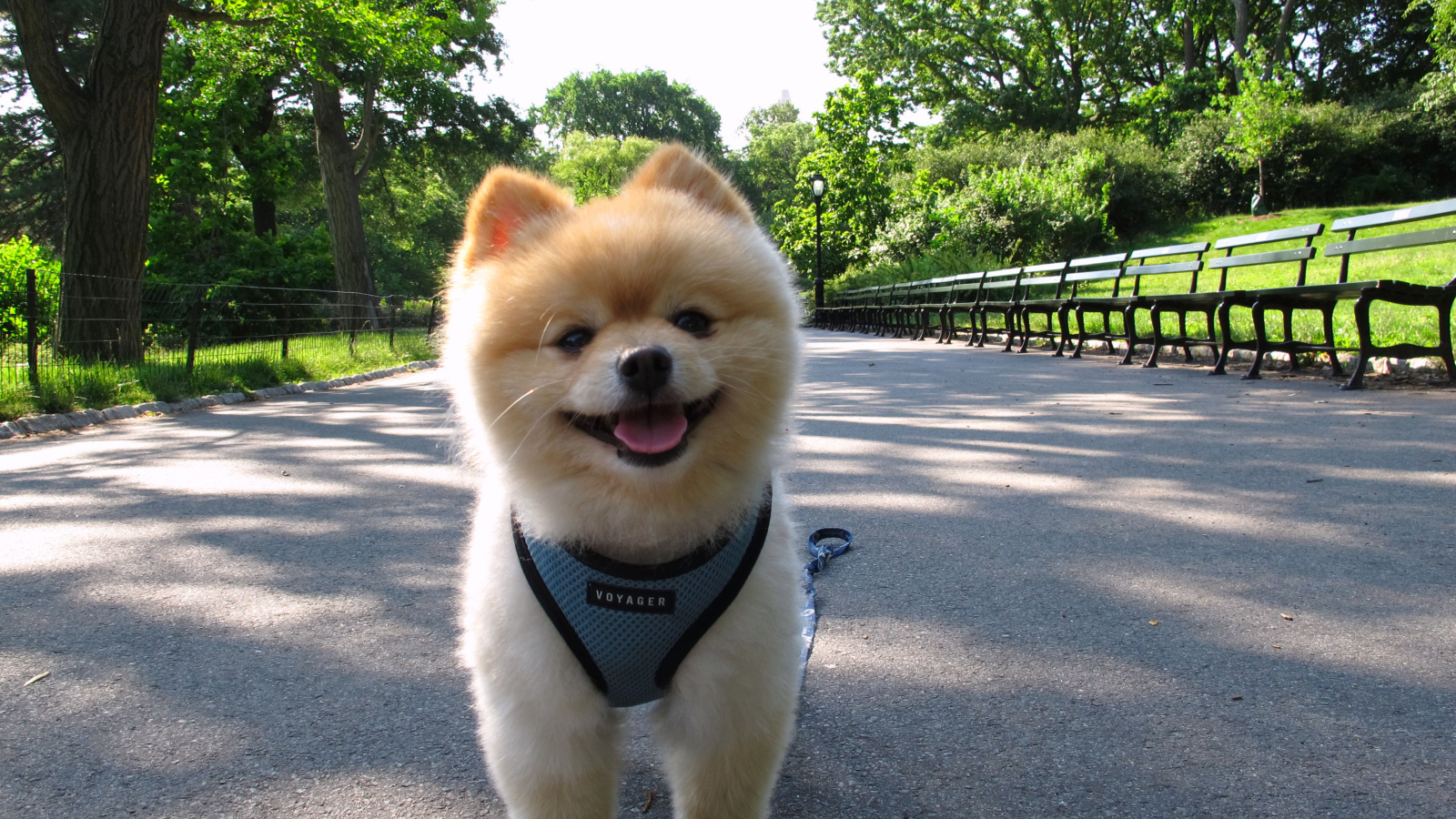 Померанский шпиц на прогулке