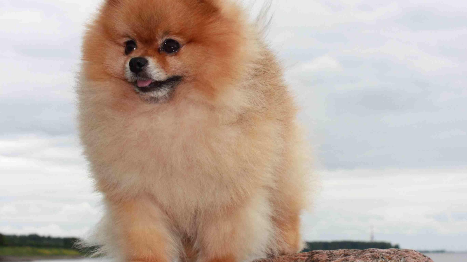Померанский шпиц на камне