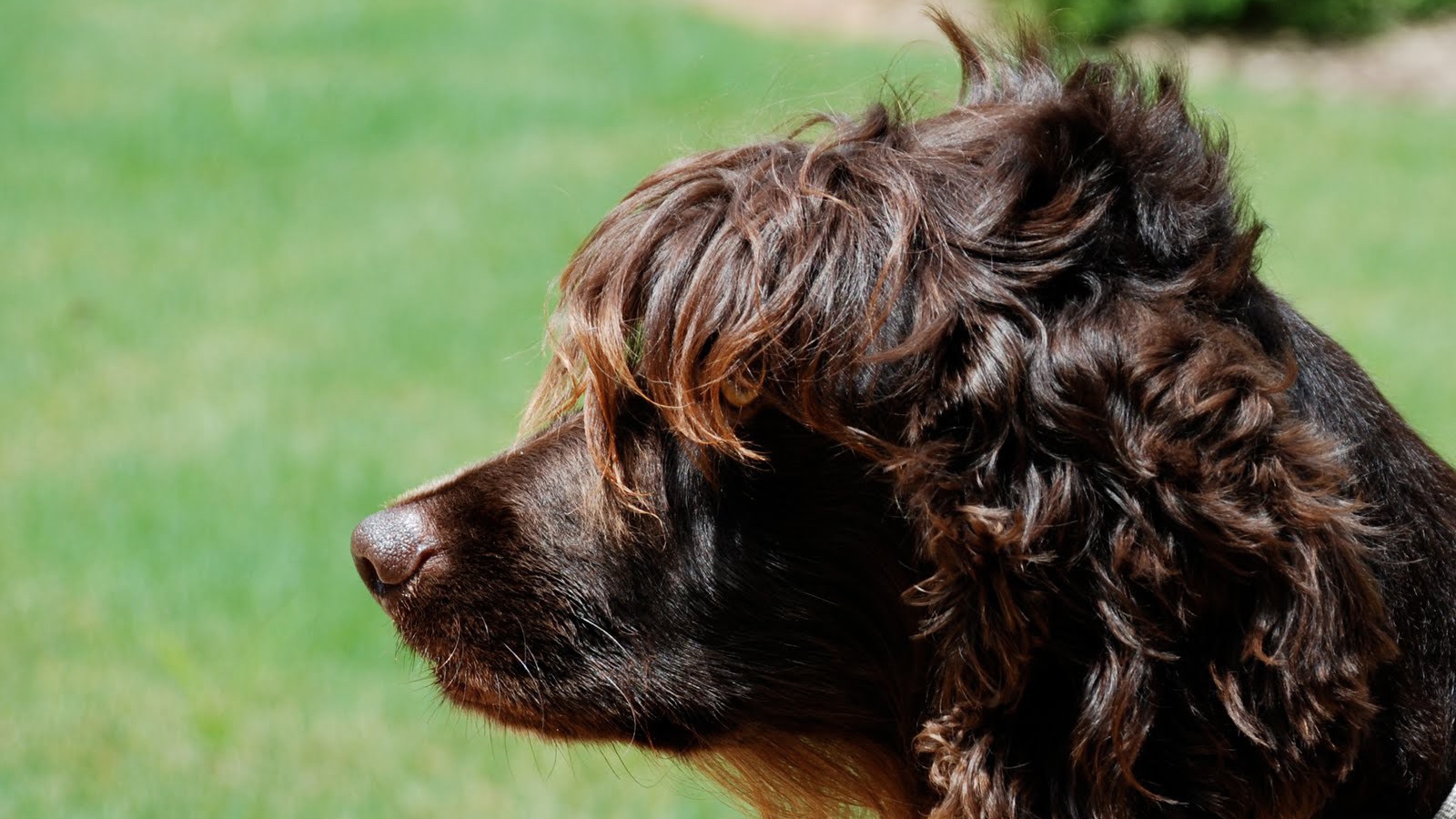 Пудель на фоне травы