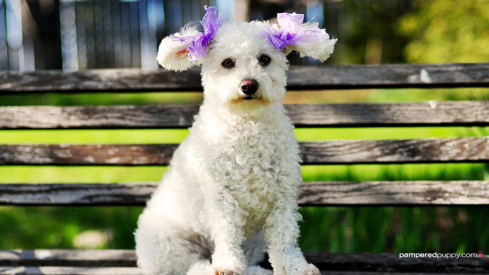 Пудель сидит на лавке