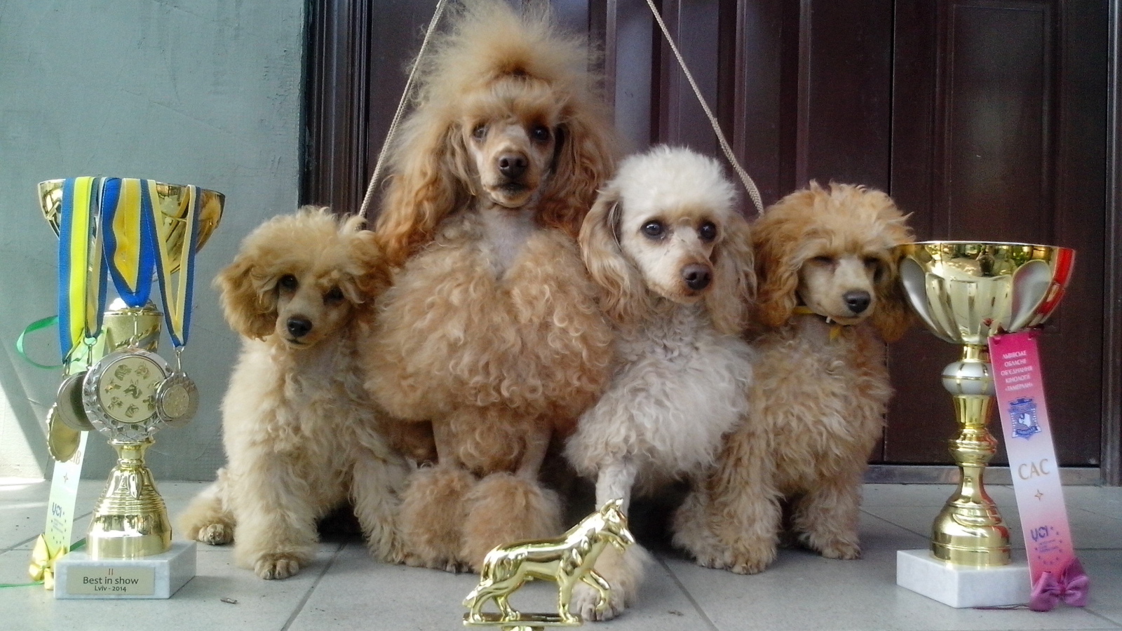 Пудели с наградами