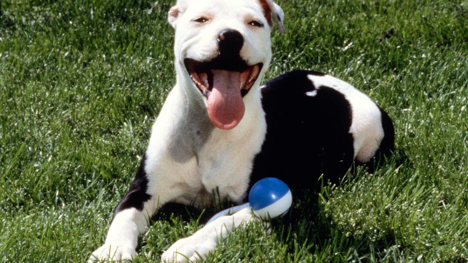 Довольная собака питбуль