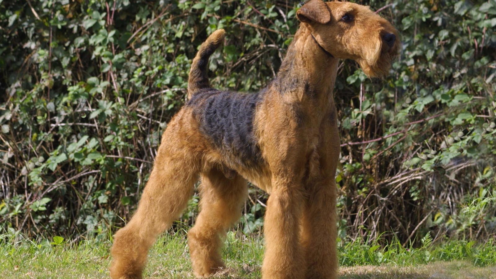 Гордый пес эрдельтерьер