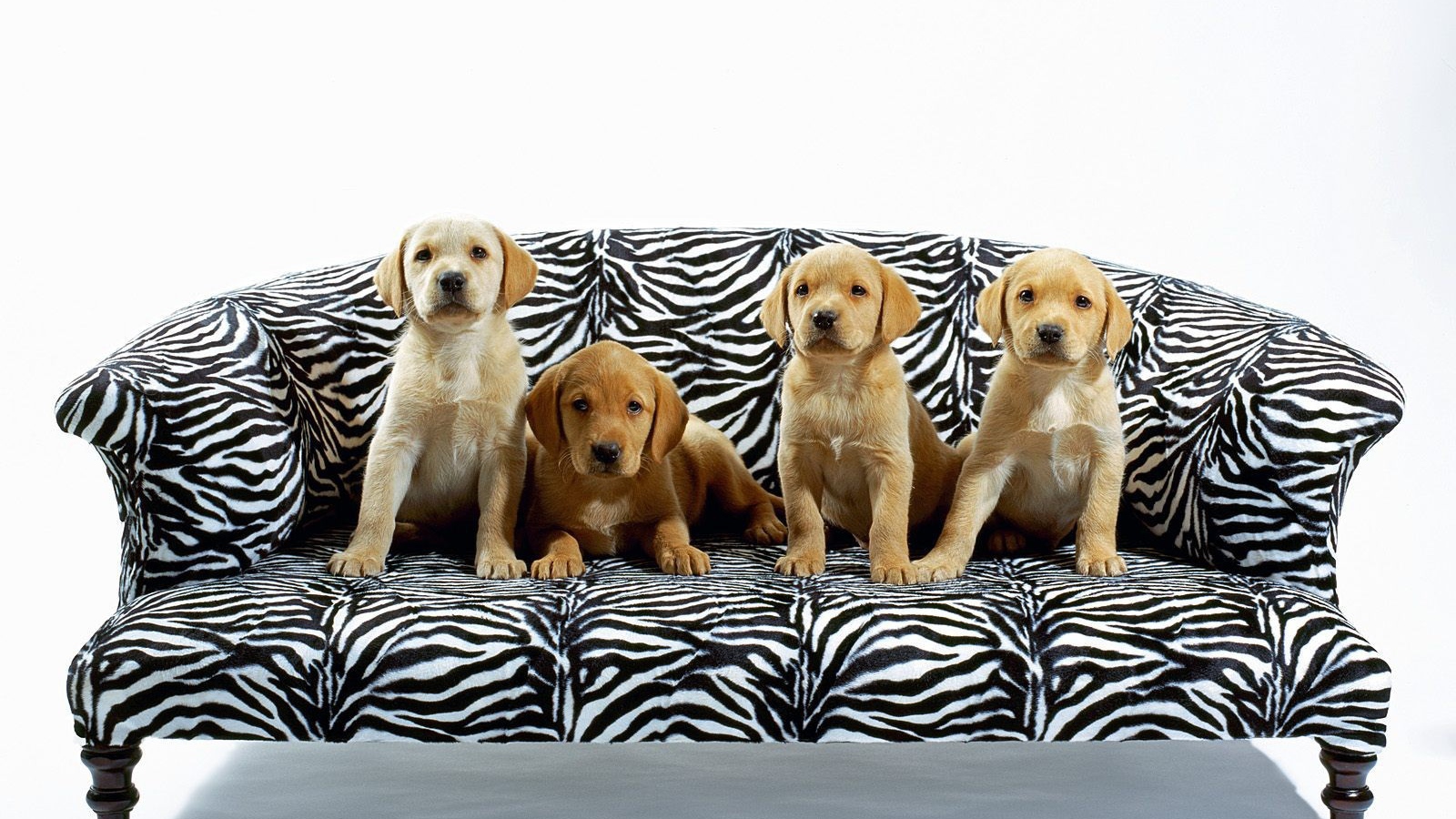 Щенки на диване