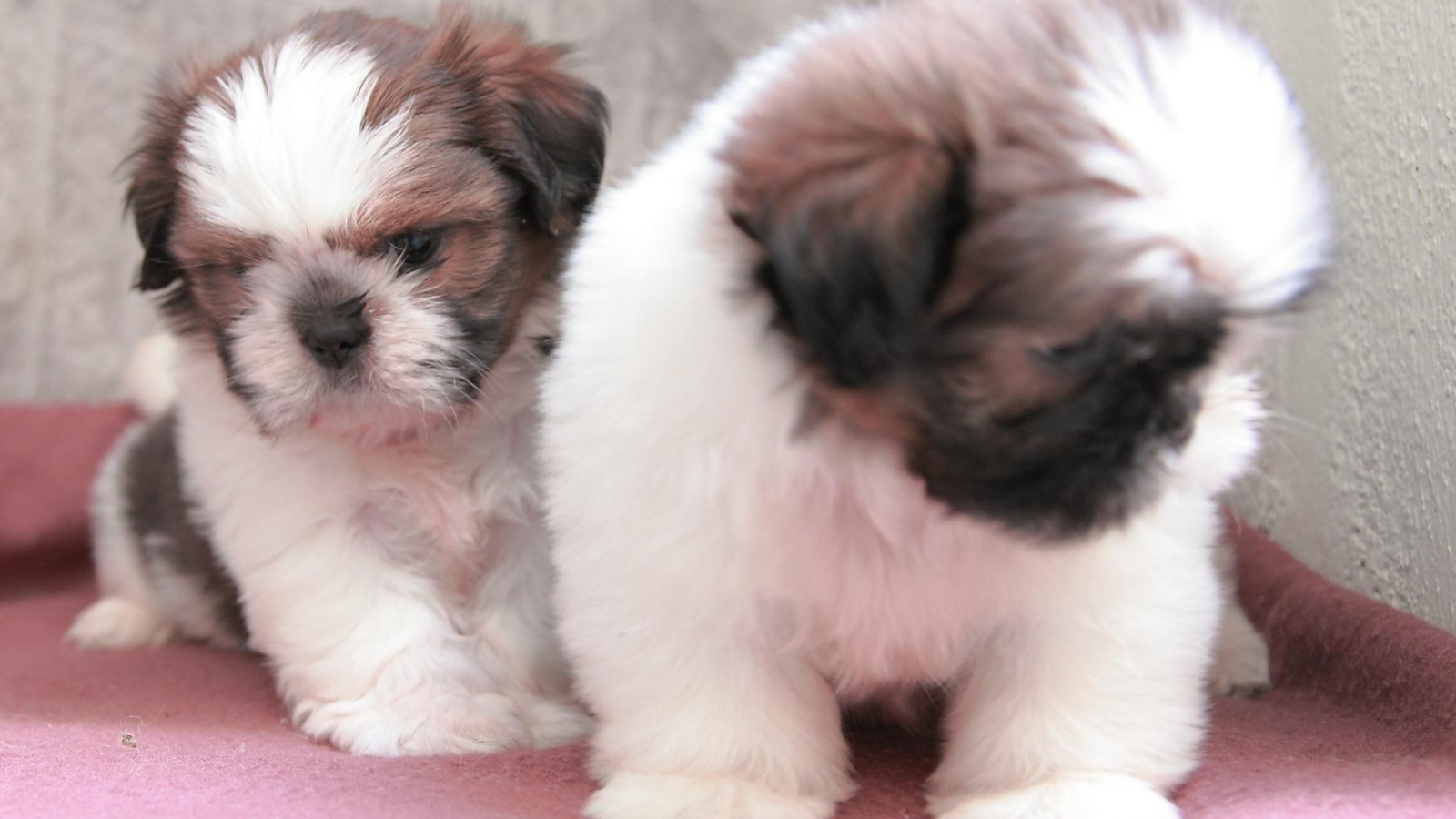 Щенки собаки шитцу