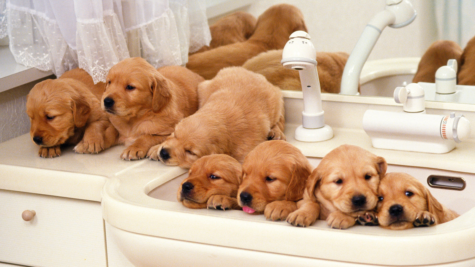 Щенки хотят купаться