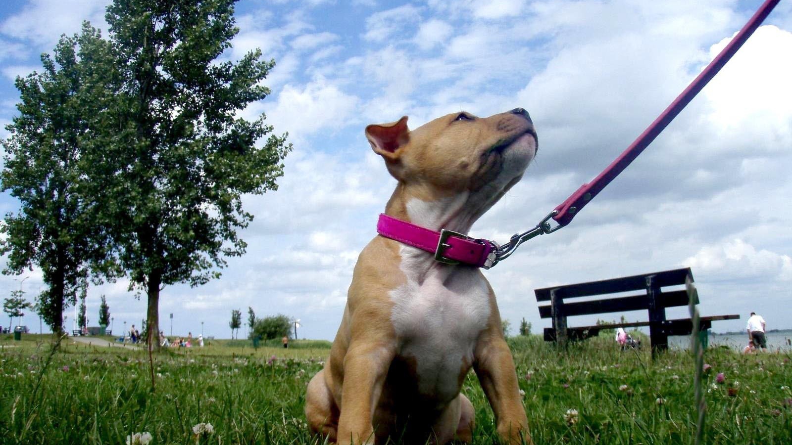 Щенок американского стаффордширского терьера на поводке