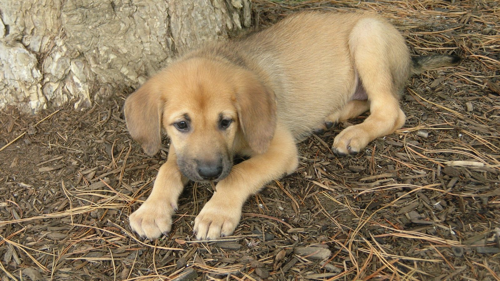 Щенок собаки чинук
