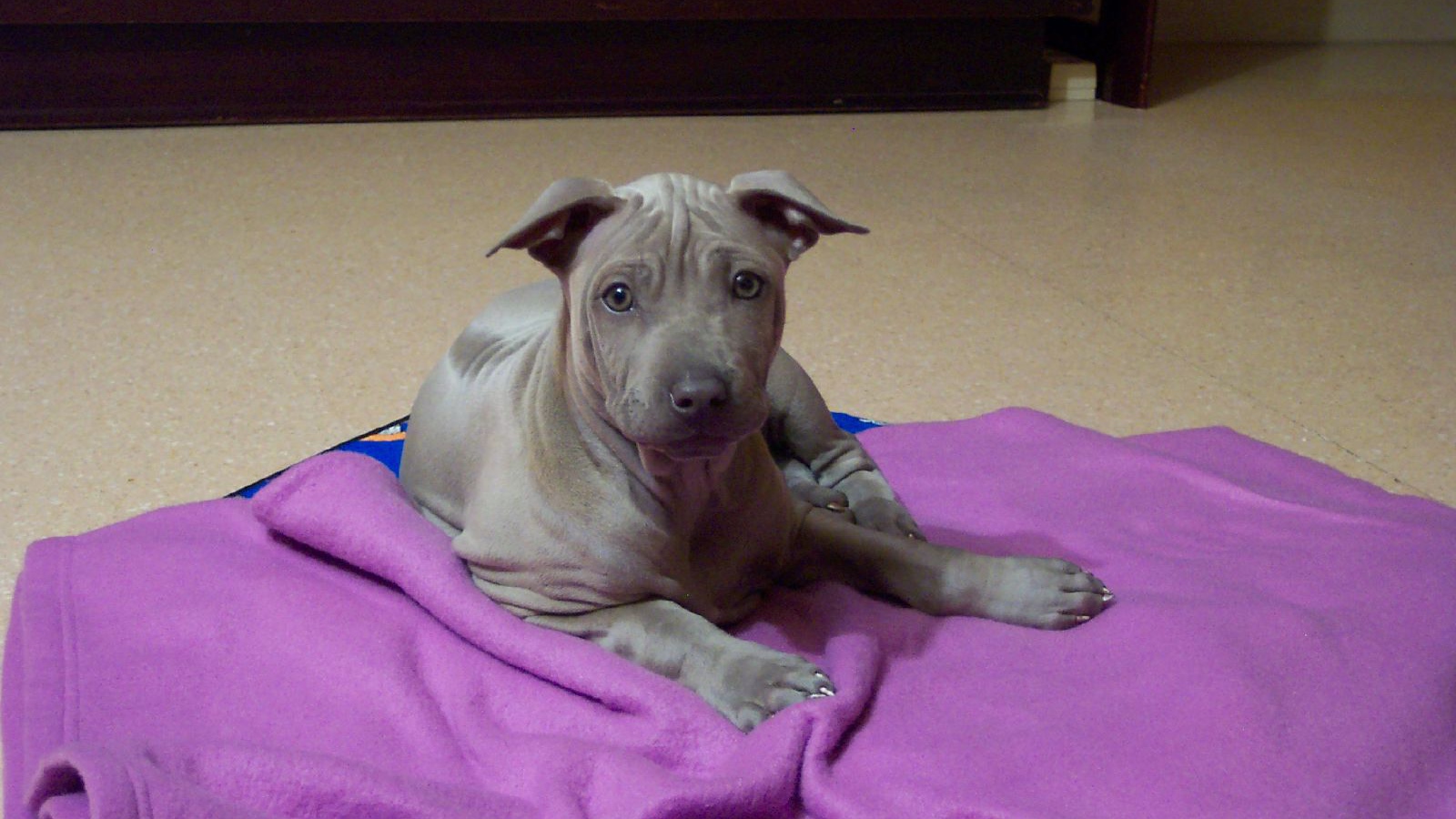 Щенок собаки тайский риджбек