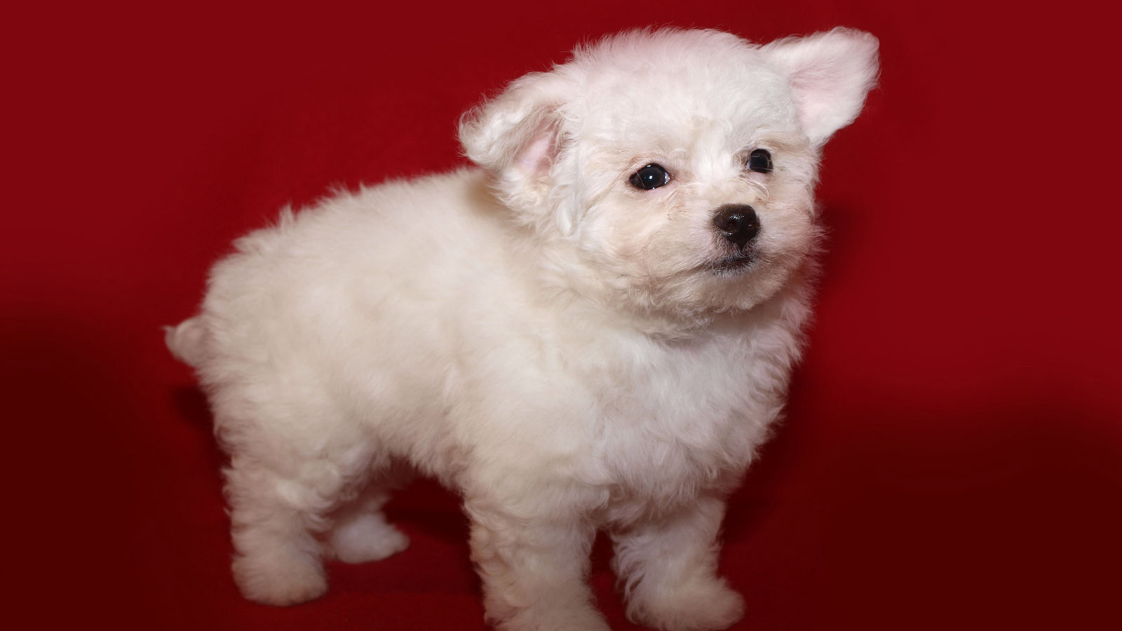 Щенок итальянской болонки