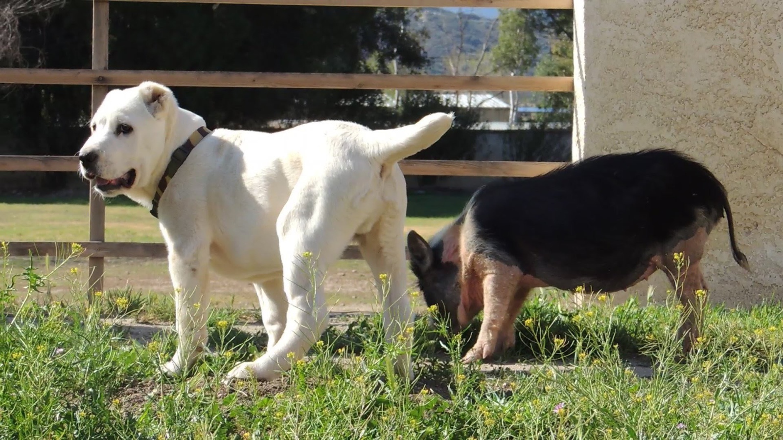 Щенок алабая у забора