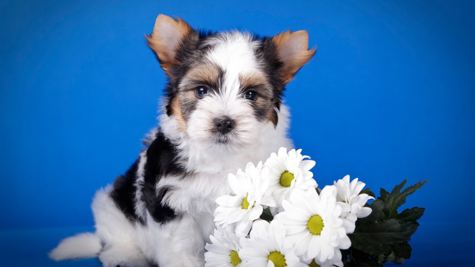 Щенок бивер йорк с букетом