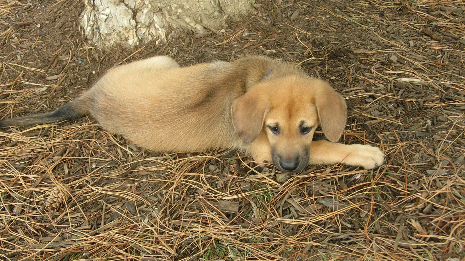 Породистый щенок чинук