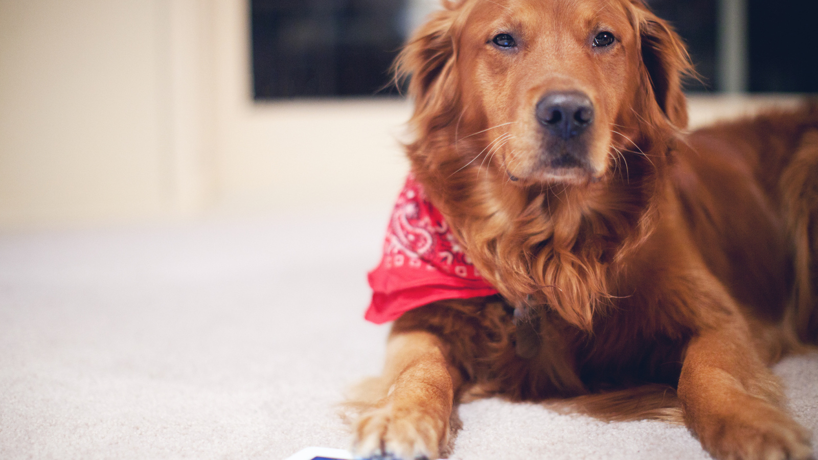 Рыжая собака с планшетом