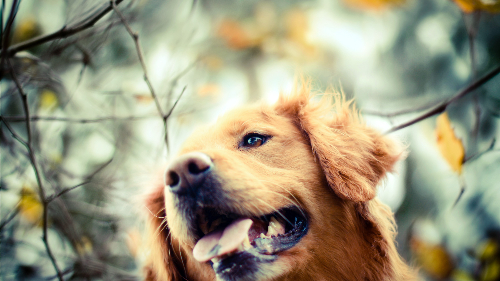 Ретривер в осеннем парке