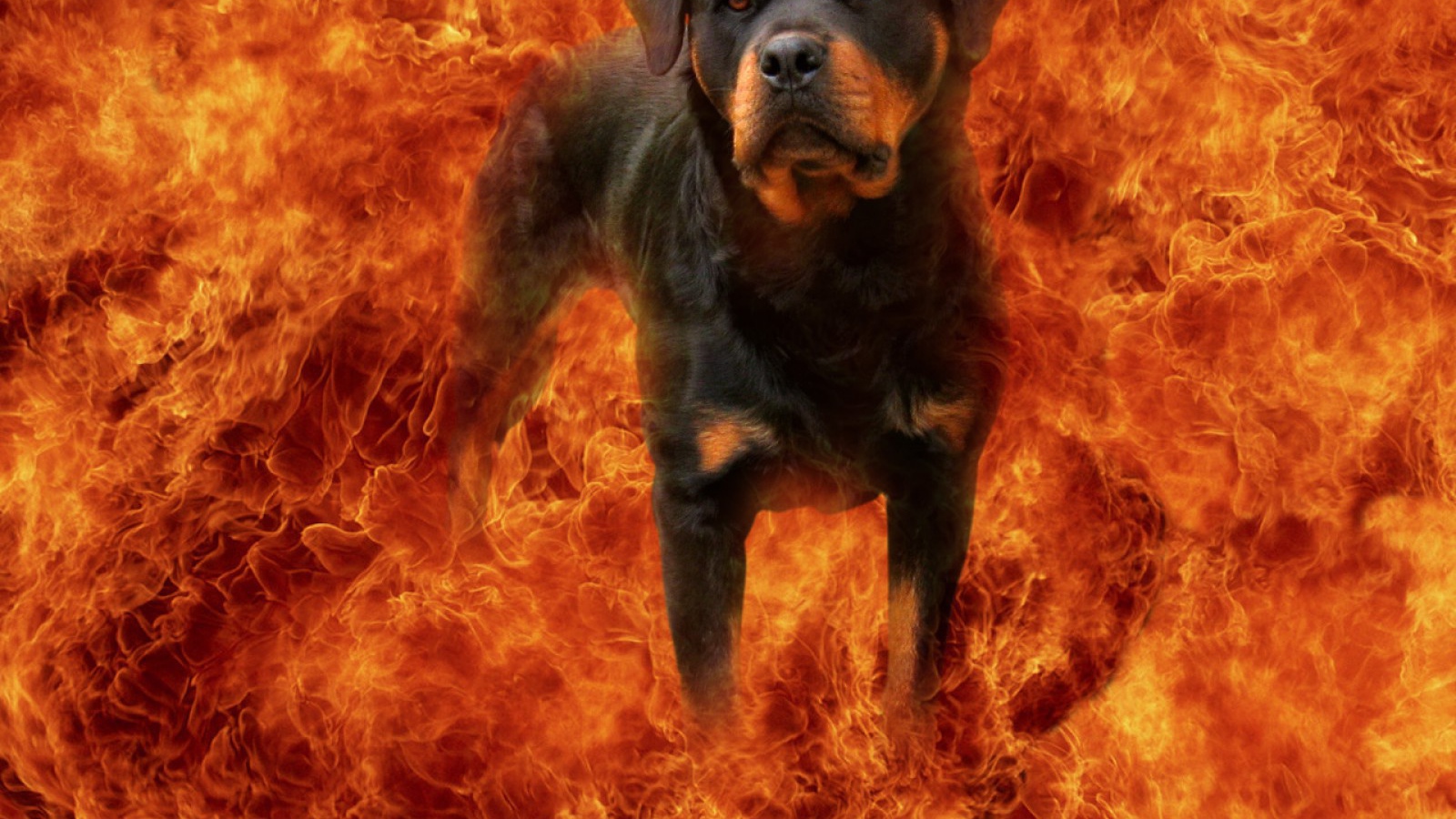 Ротвейлер в огне