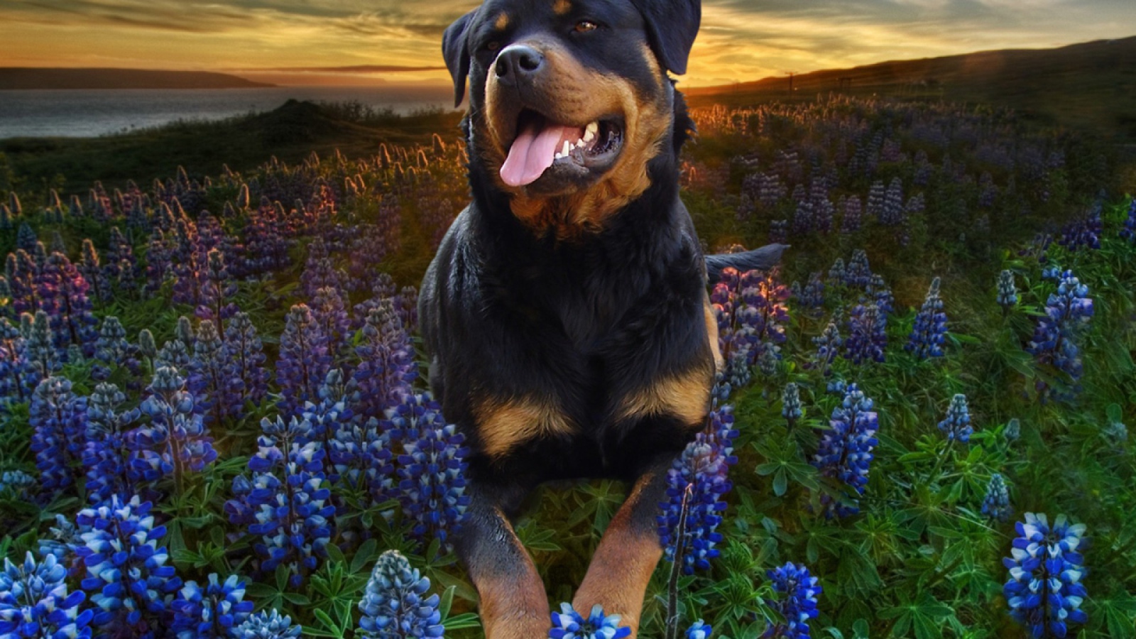 Ротвейлер в цветах