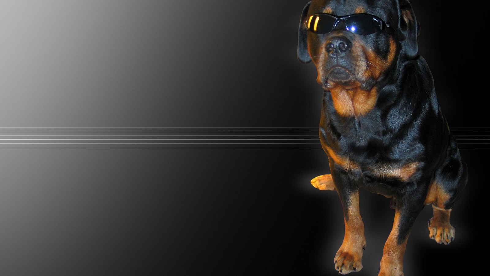 Ротвейлер в очках