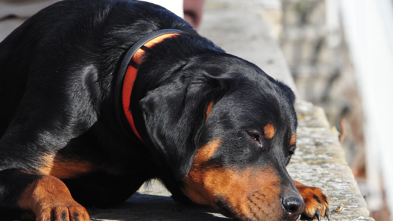 Ротвейлер смотрит прищурившись