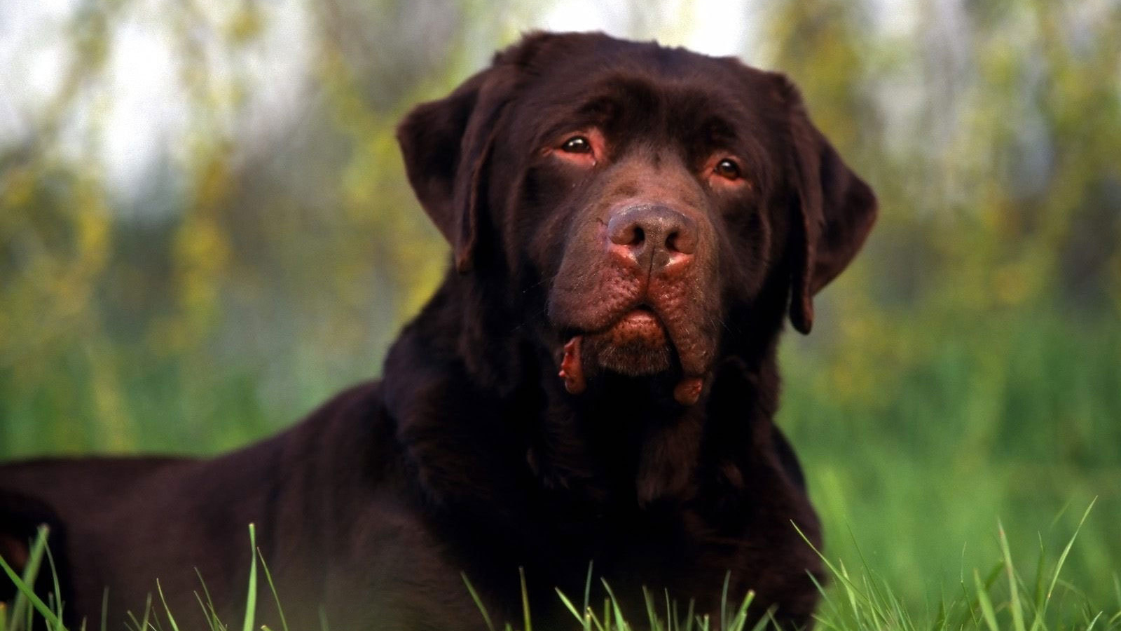 Ротвейлер лежит на поляне