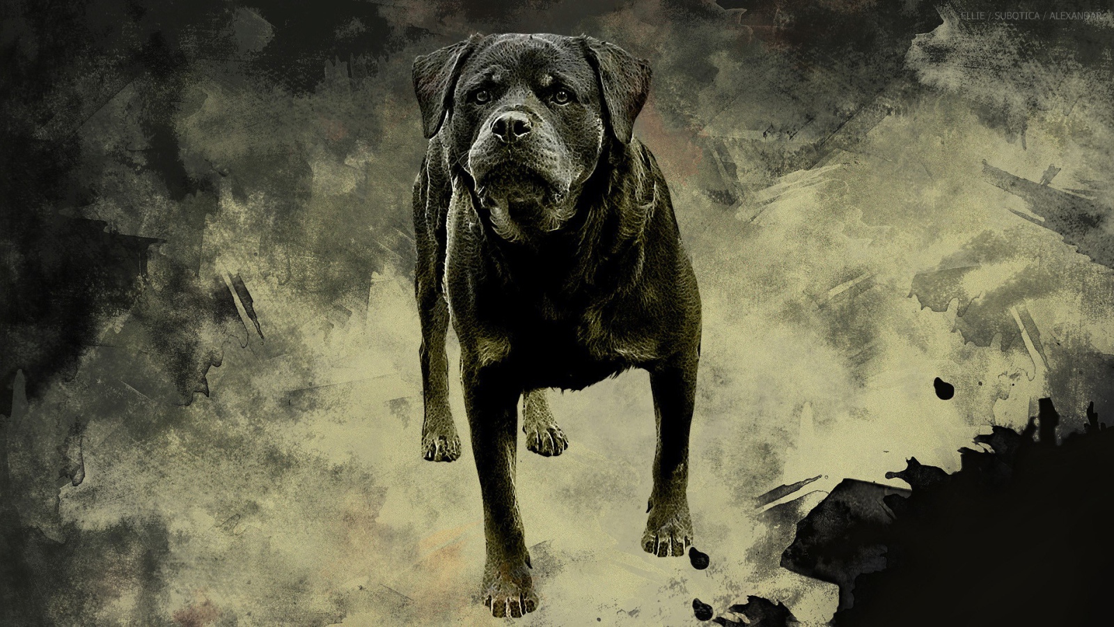 Ротвейлер на сером фоне