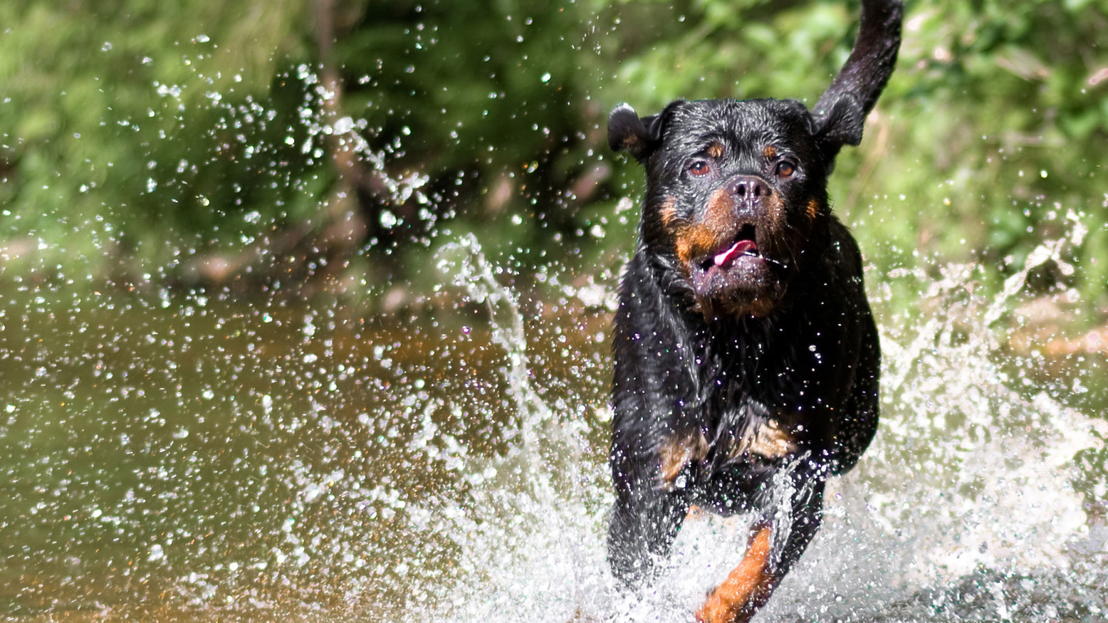 Ротвейлер бежит по воде