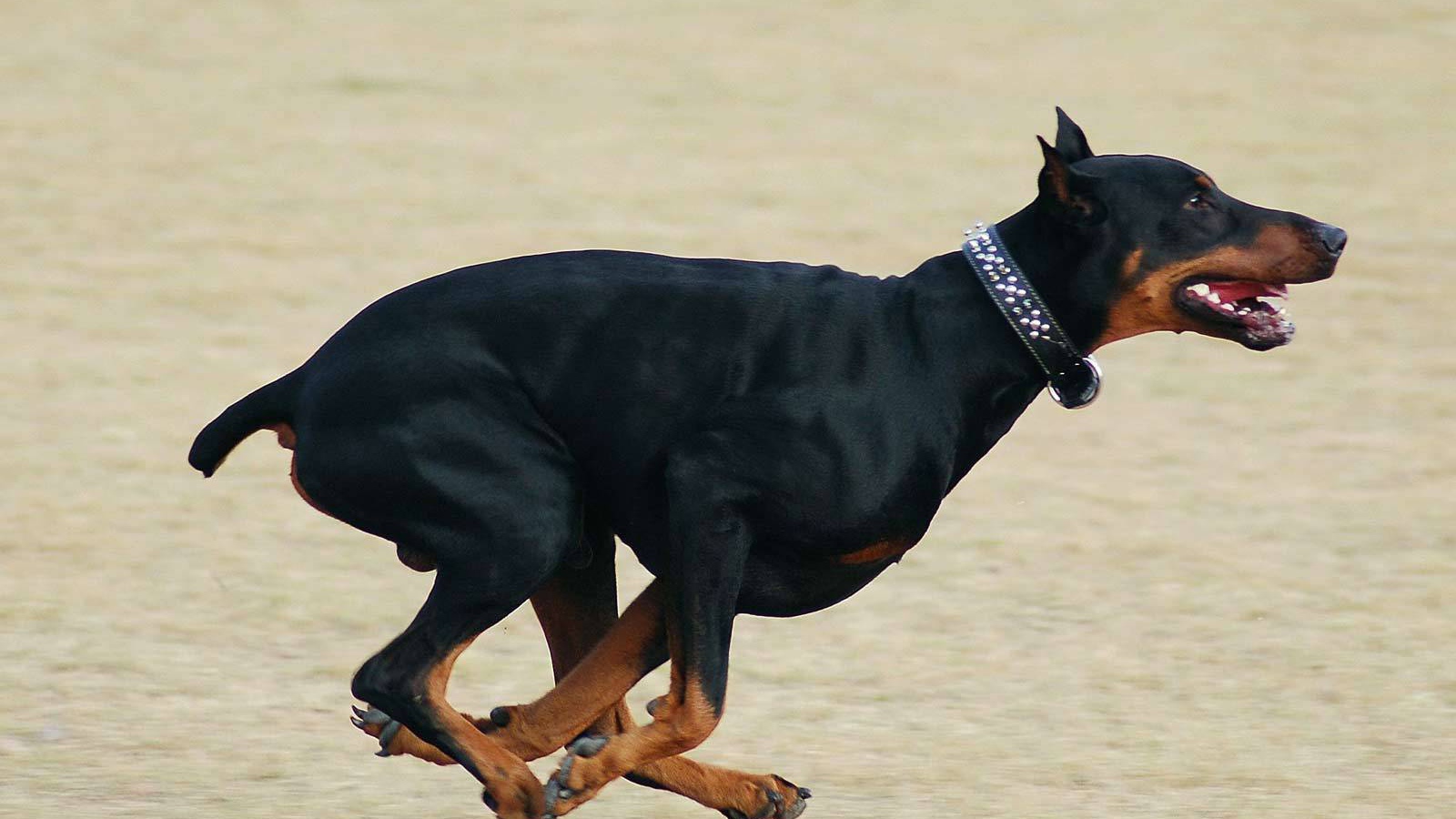 Бегущий доберман