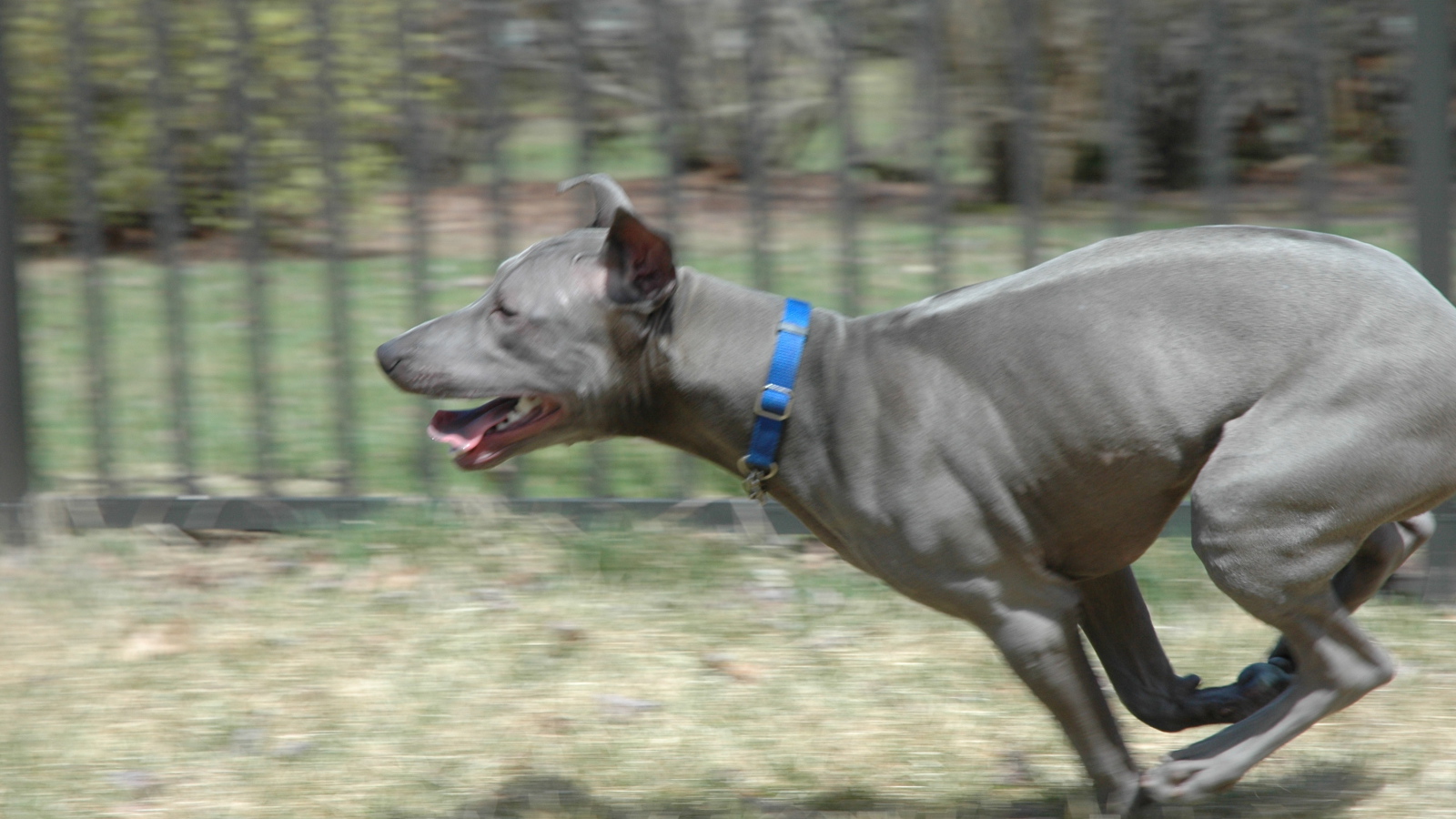 Бег тайского риджбека