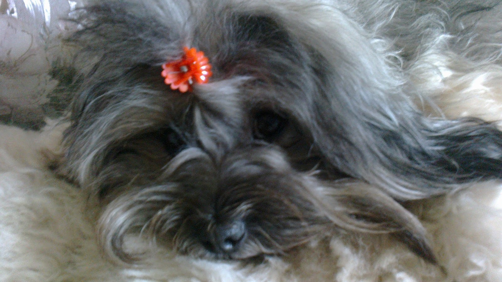 Русская цветная болонка