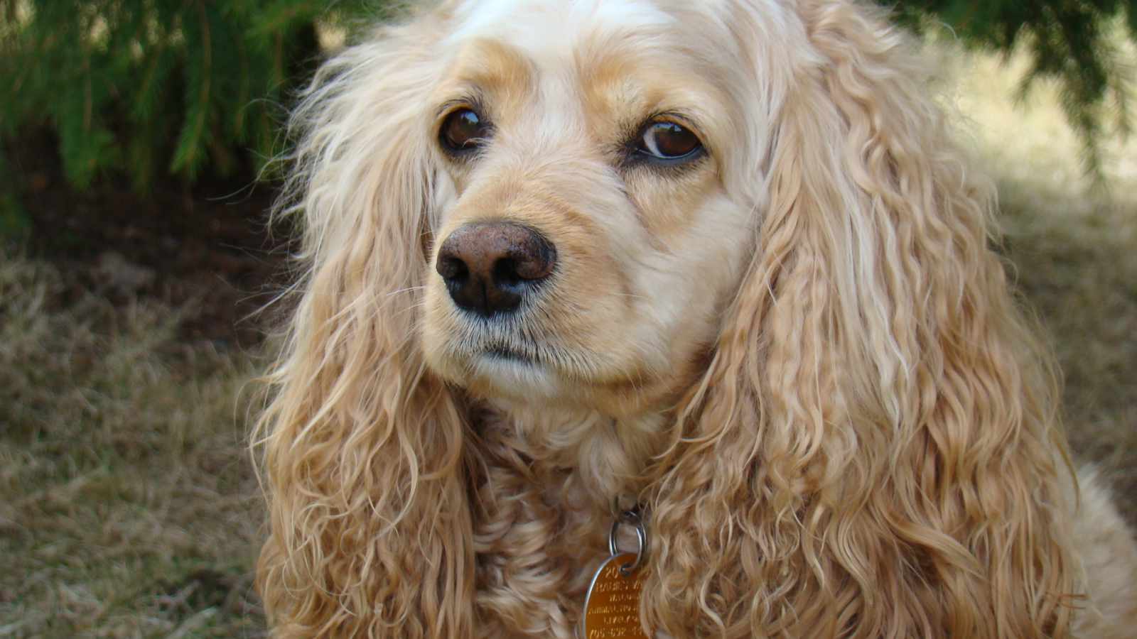 Грустный американский кокер спаниель