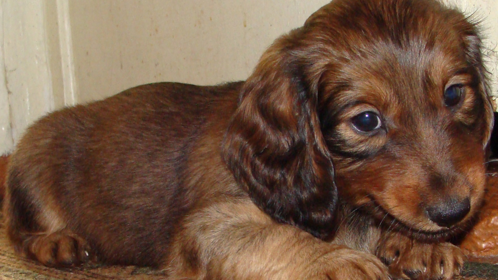 Грустный щенок таксы