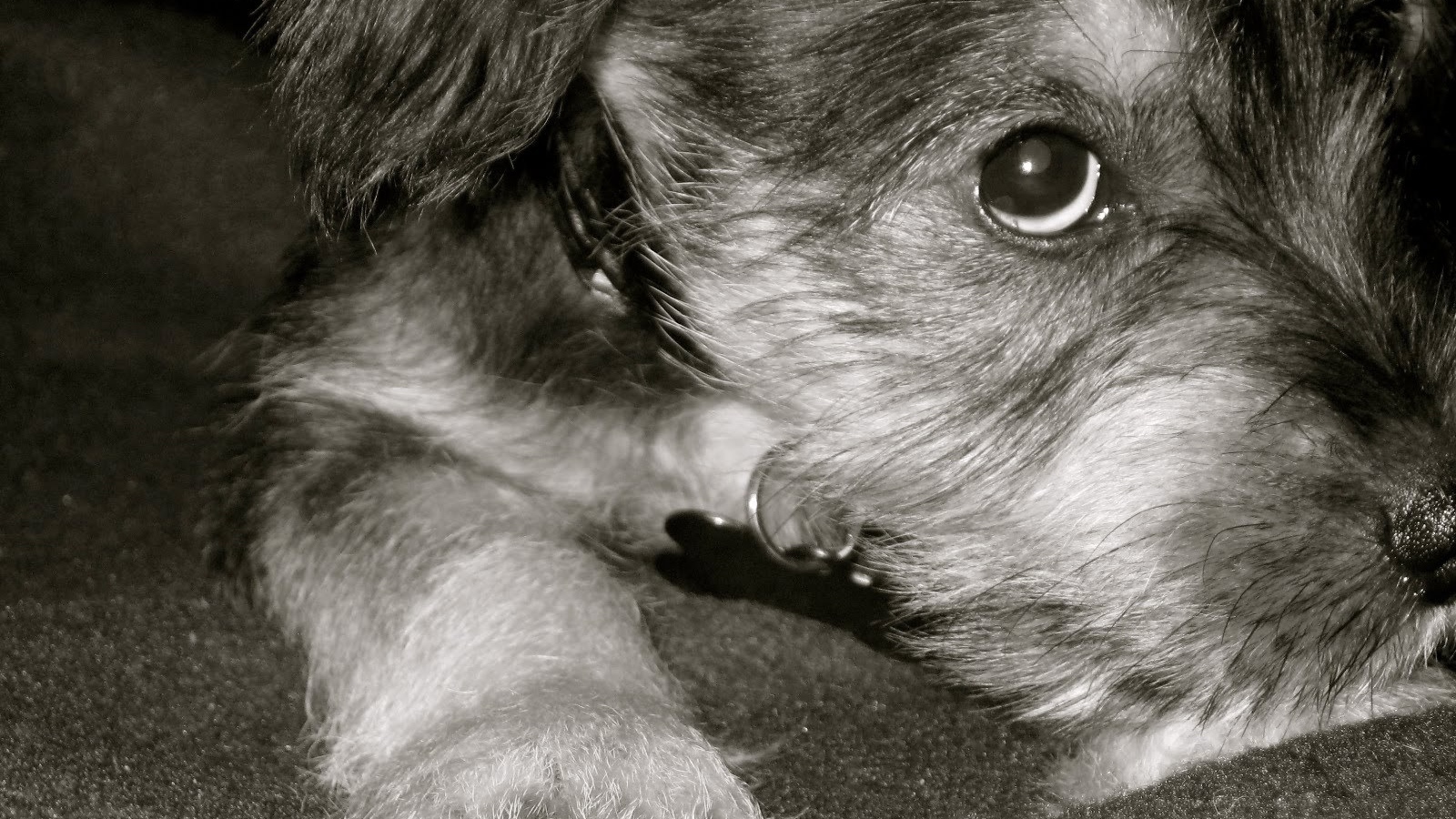 Грустная собака шнауцер