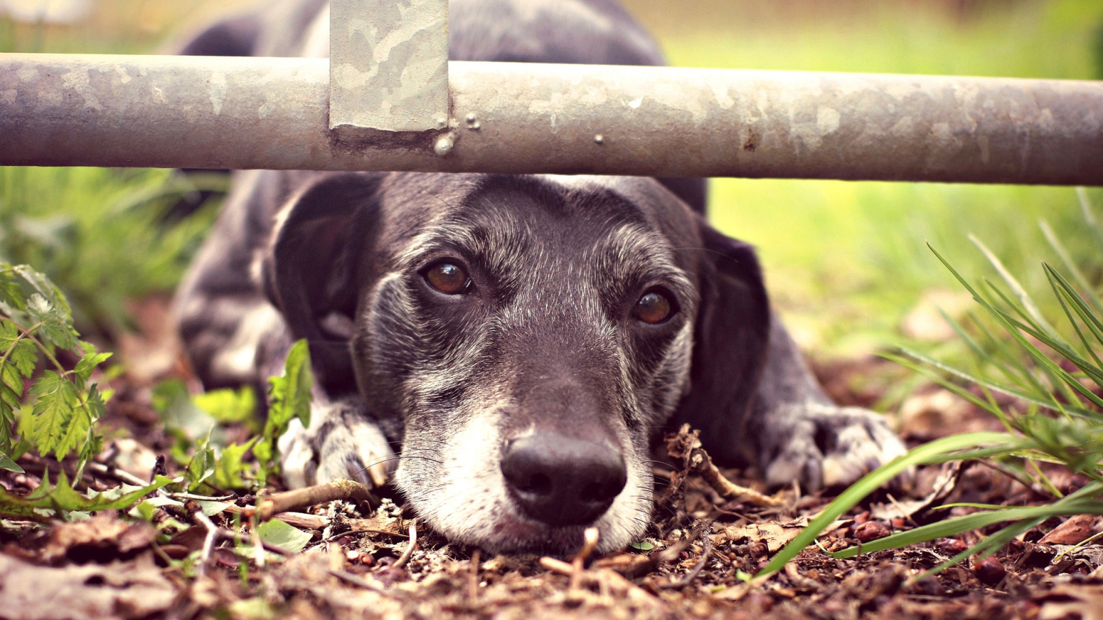 Грустный взгляд собаки