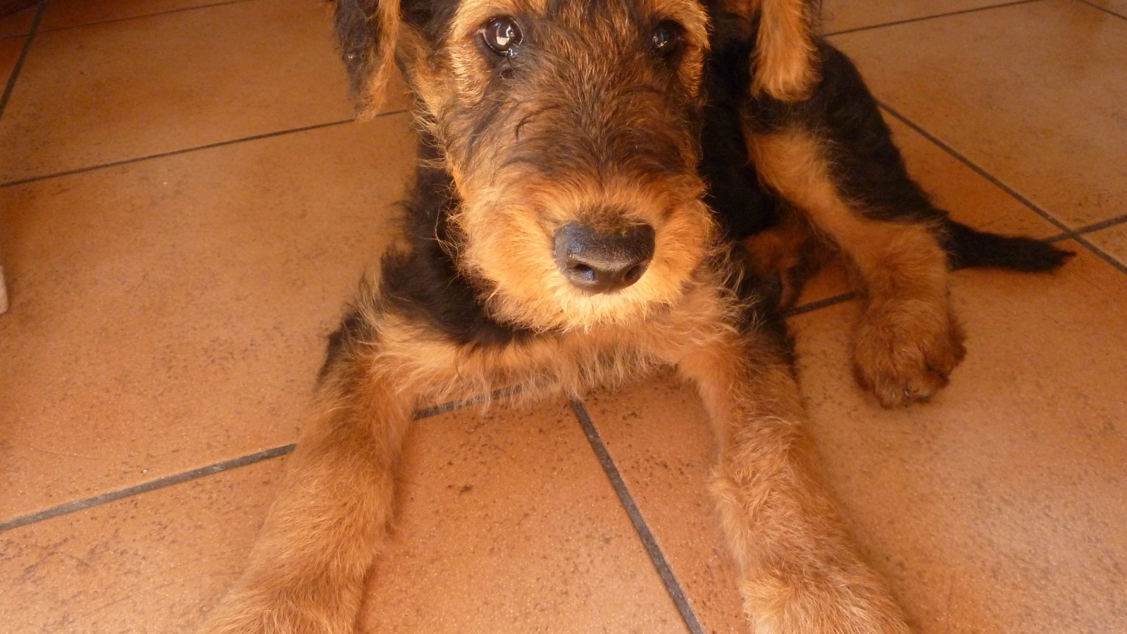 Грустный щенок эрдельтерьера